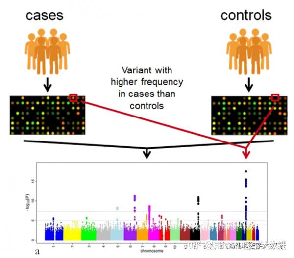 全基因组关联分析（Genome-wide Association Study, GWAS）简介1 - 知乎