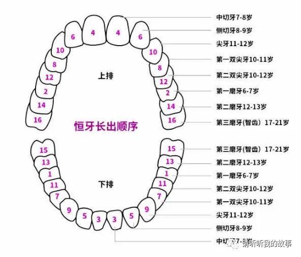 牙齿顺序号数图图片