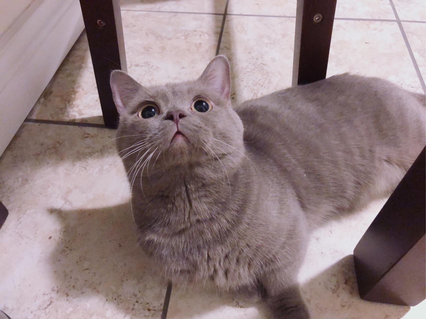 猫从小时候很丑的尴尬期长大后突然变得特别好