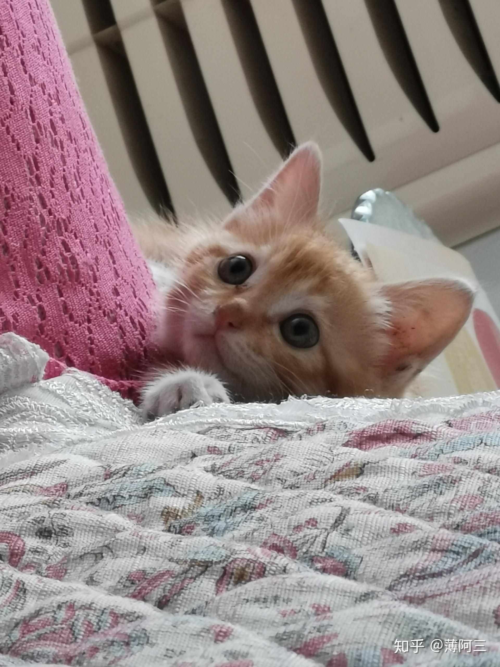 把一只刚出生的小奶猫一直养大是什么感觉