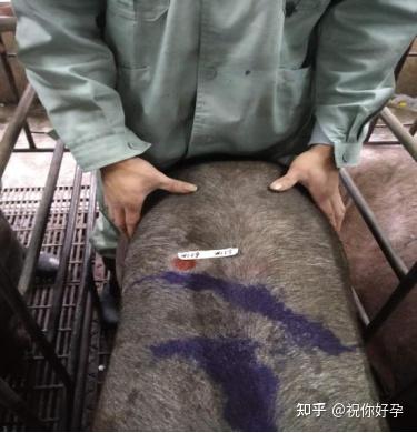 种猪公司B超测定背膘操作规范 - 知乎