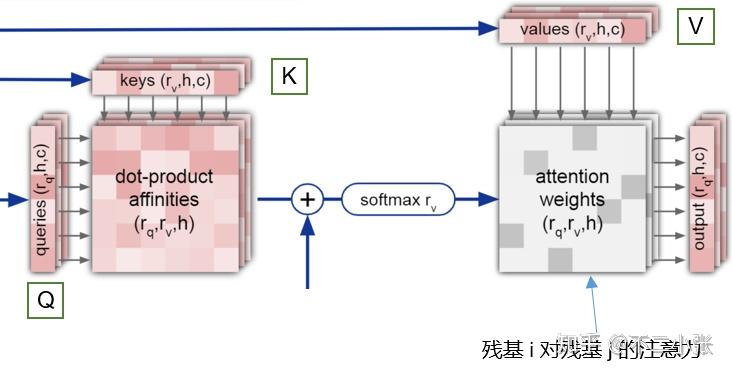基于AlphaFold2进行蛋白质结构预测的文章解析 - 知乎