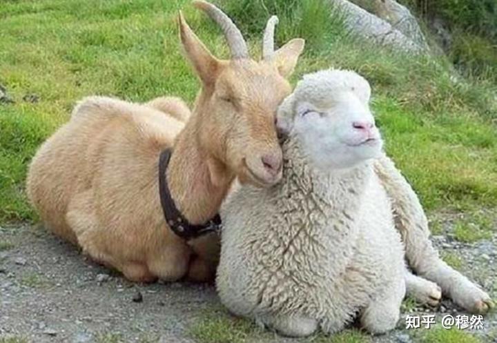 为什么内蒙古大草原上以羊肉为主食，有那么好的羊，却很少听说内蒙古的羊汤有什么名气？