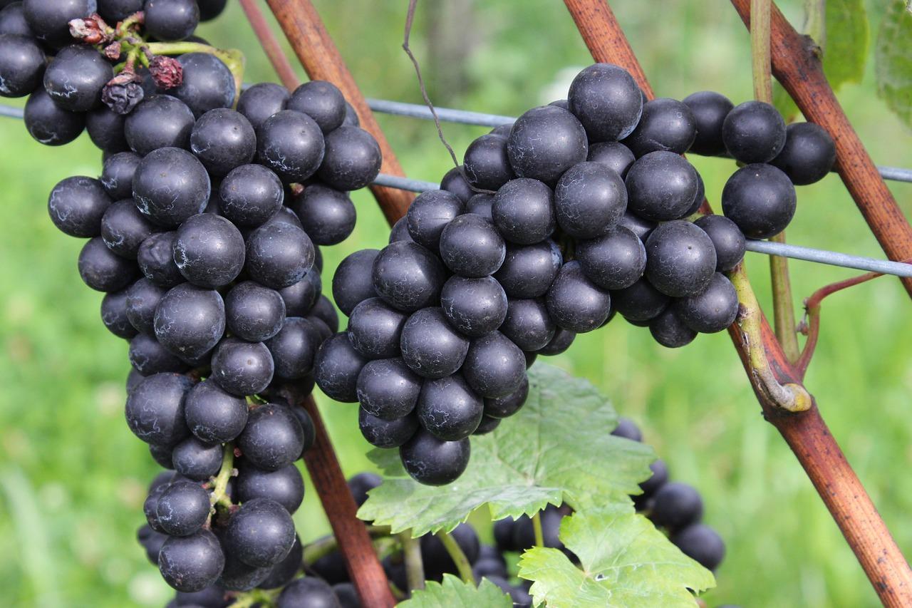 4. 紫霞葡萄特色