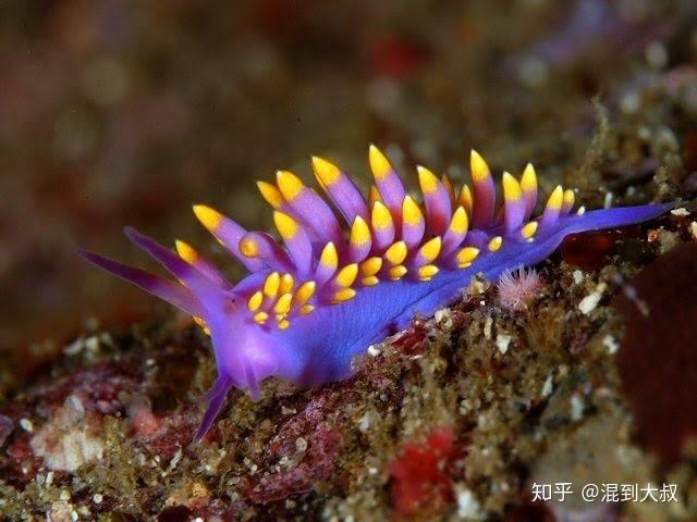 生物的「警戒色」是什么? - 知乎