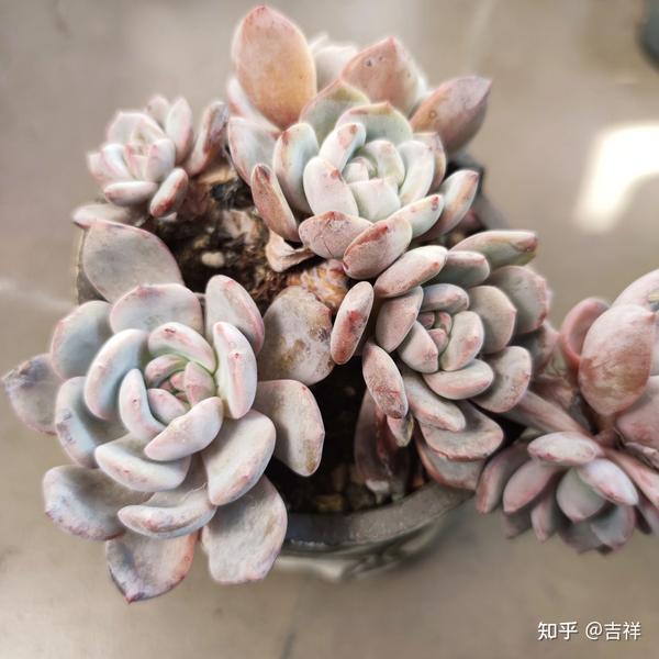 哪些多肉植物是你非常稀罕的品种？