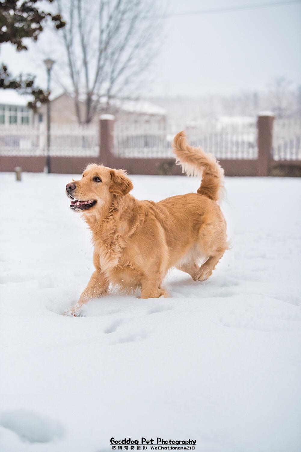 雪地里开挂的金毛