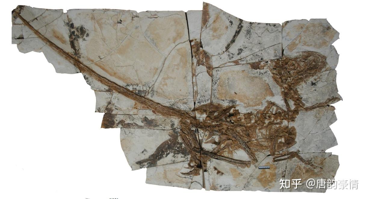 伶盗龙/迅猛龙,窃蛋龙,小盗龙,巨盗龙的区别 ——浅谈raptor的来源及