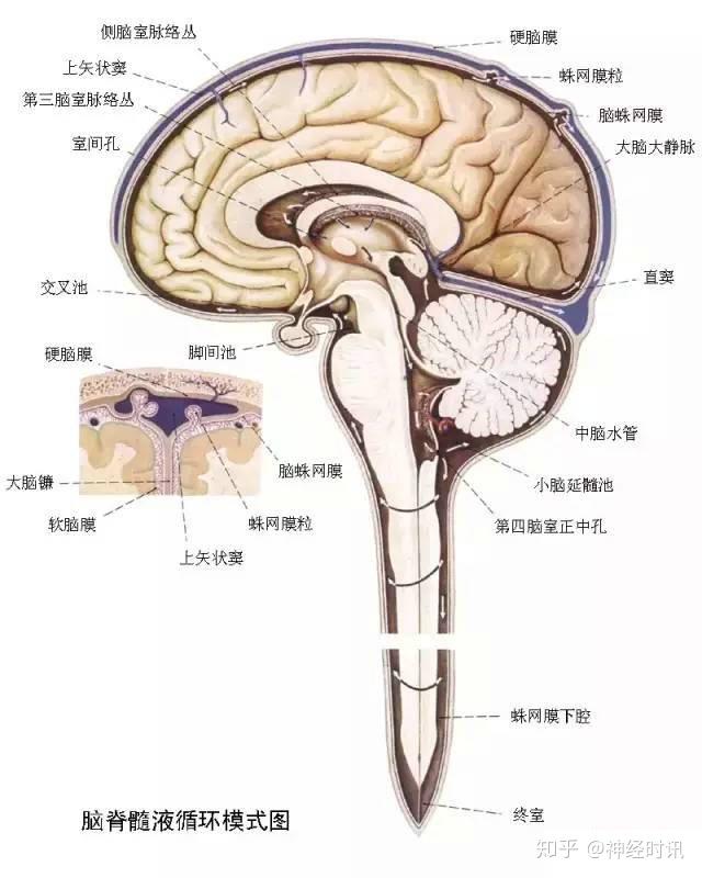 脑室 解剖及正常变异 - 知乎