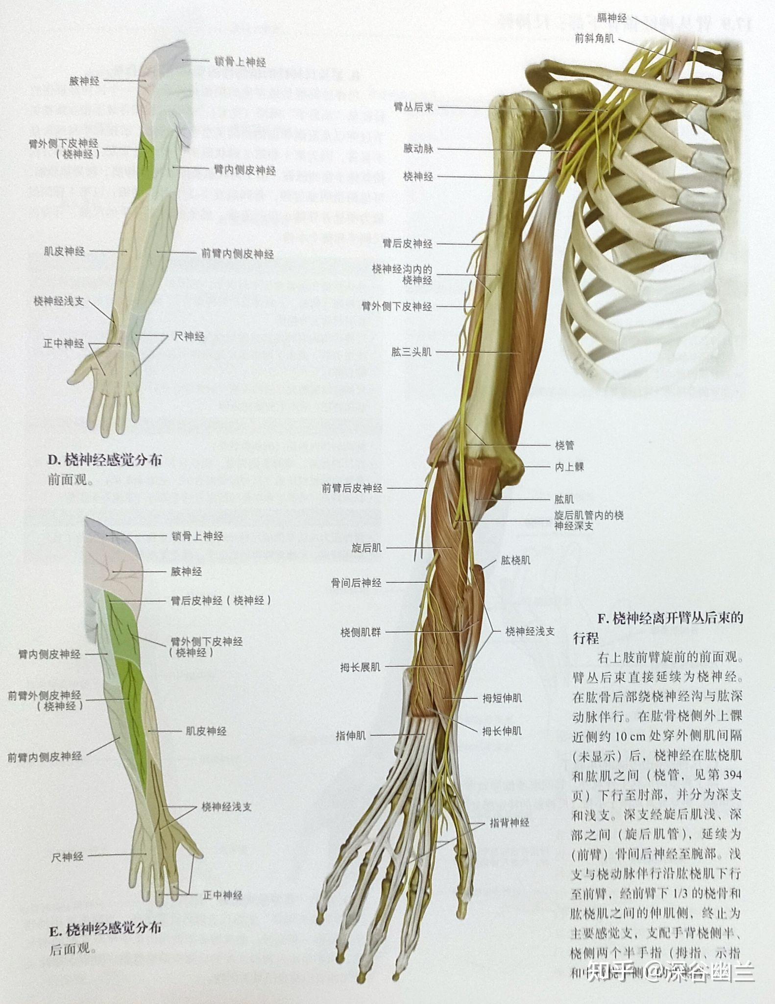 外侧界肱骨干