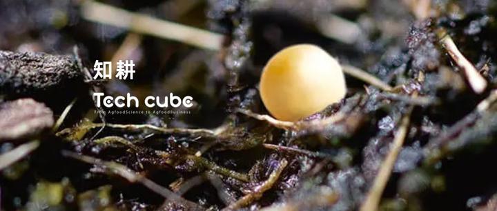 养分利用效率提高至80% ICL控释新材料技术瞄准高价值蔬果及观赏领域进军 - 知乎