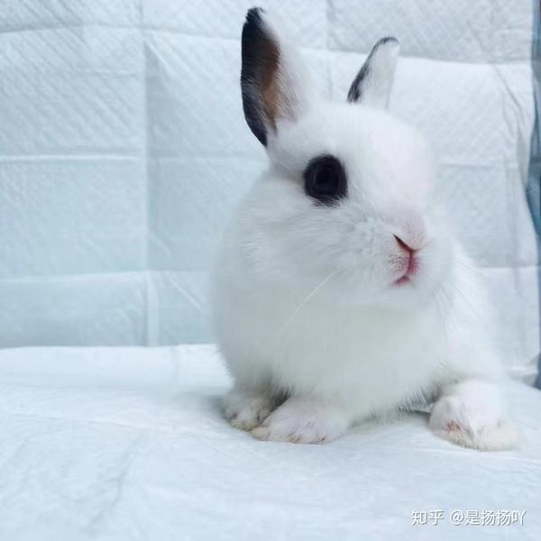 宠物兔品种大全看好了再买哦