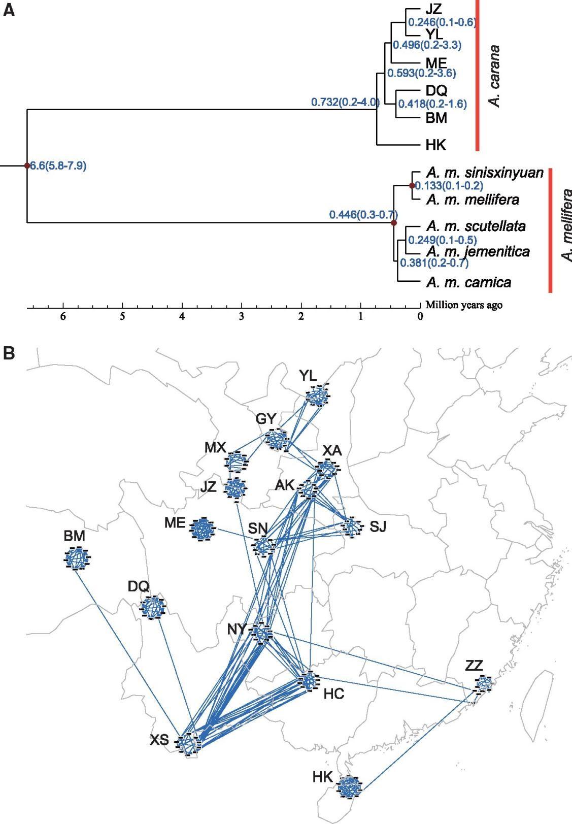Population Genomics Provide Insights into the Evolution and Adaptation ...