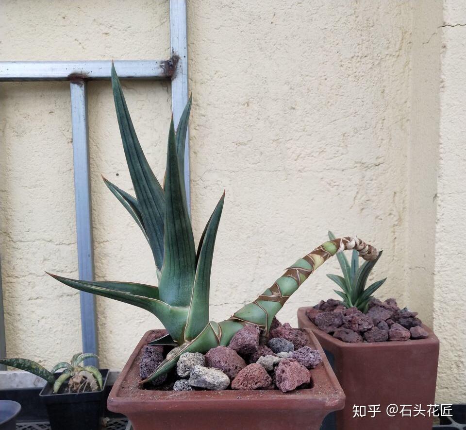 龟背竹怎么养成老桩呢 v2-47f267932e2d3d3f52e7c9fac45749c8_r.jpg