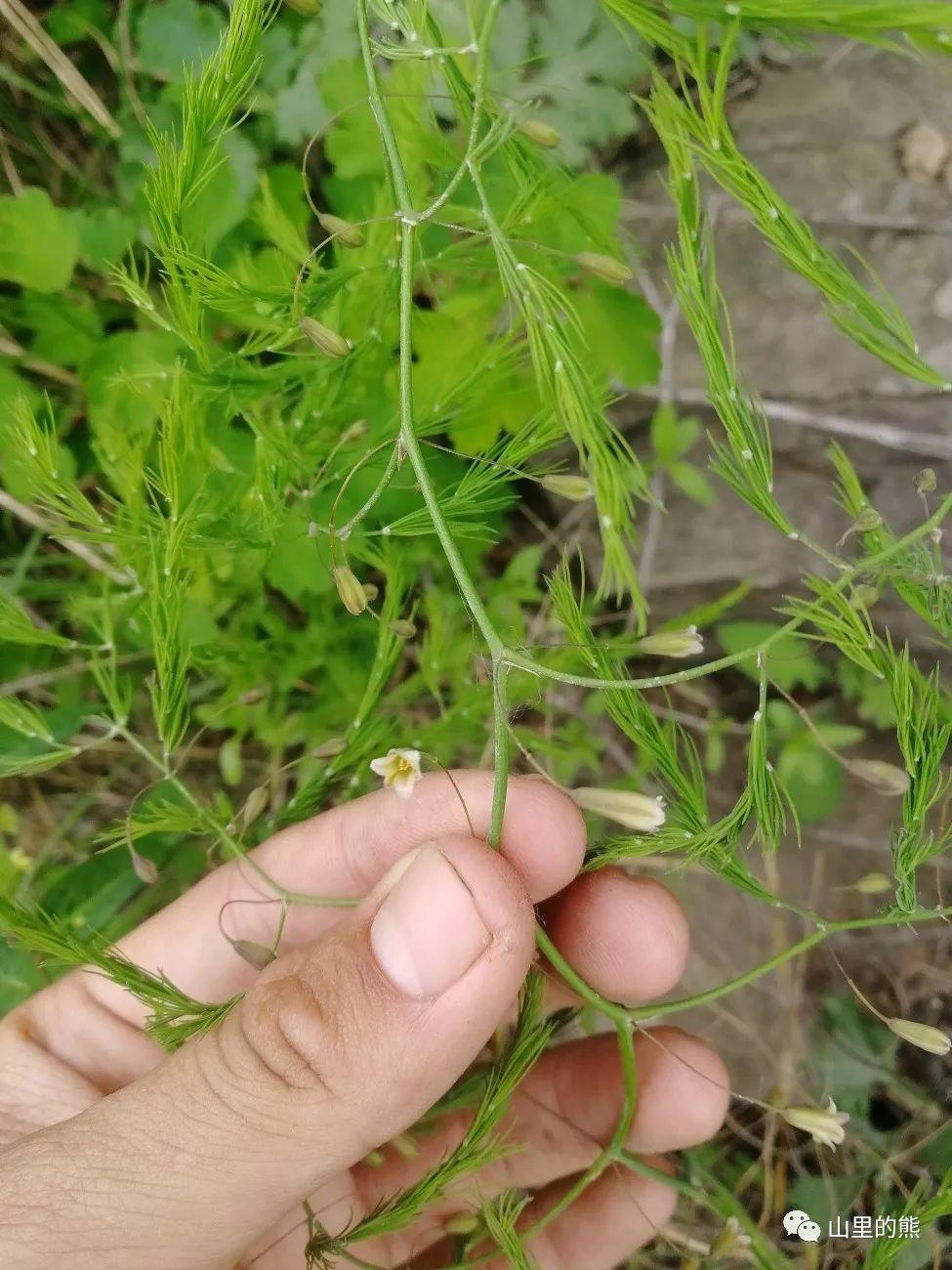 大戟科的雀儿舌头和百合科的南玉带,都是小巧玲珑的草质藤本长着小巧