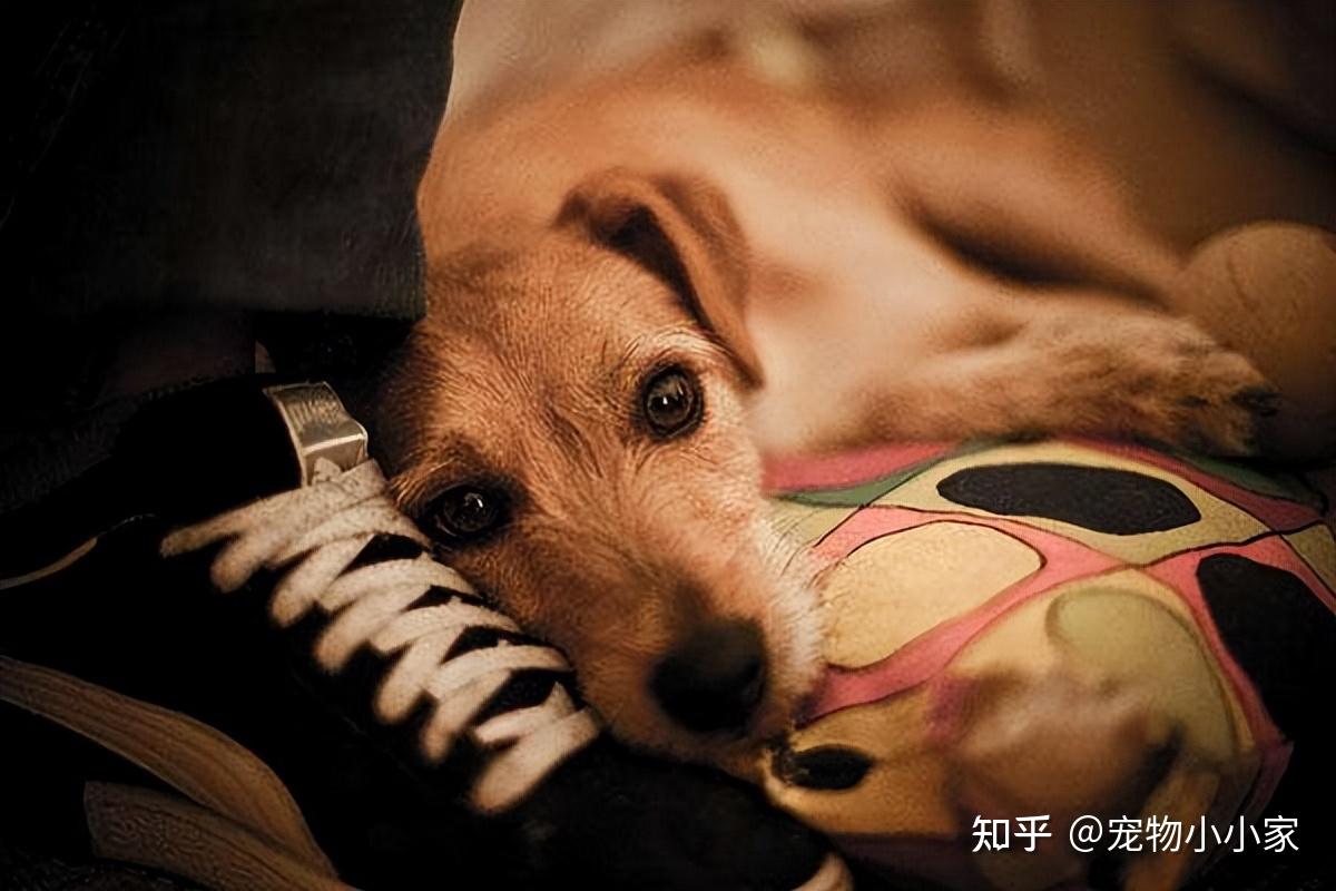 狗狗若是"缺爱",这些表现令人心疼,但愿你家狗没有 - 知乎