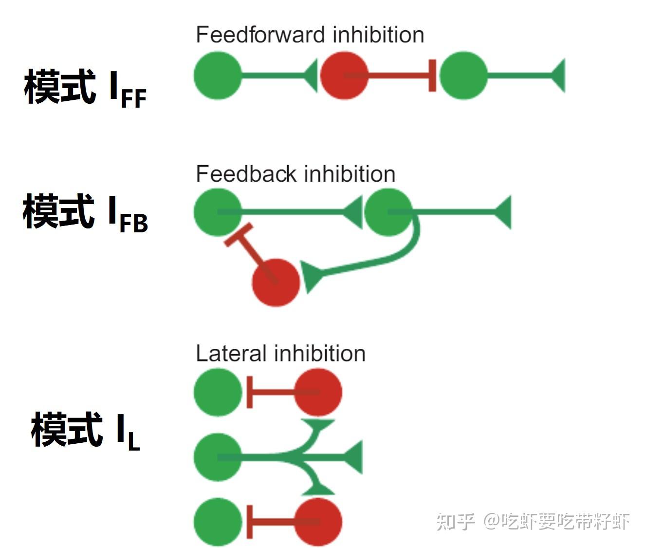 10种经典神经回路 - 知乎