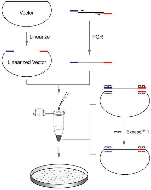 分子克隆之终篇~实兵演练 - 知乎