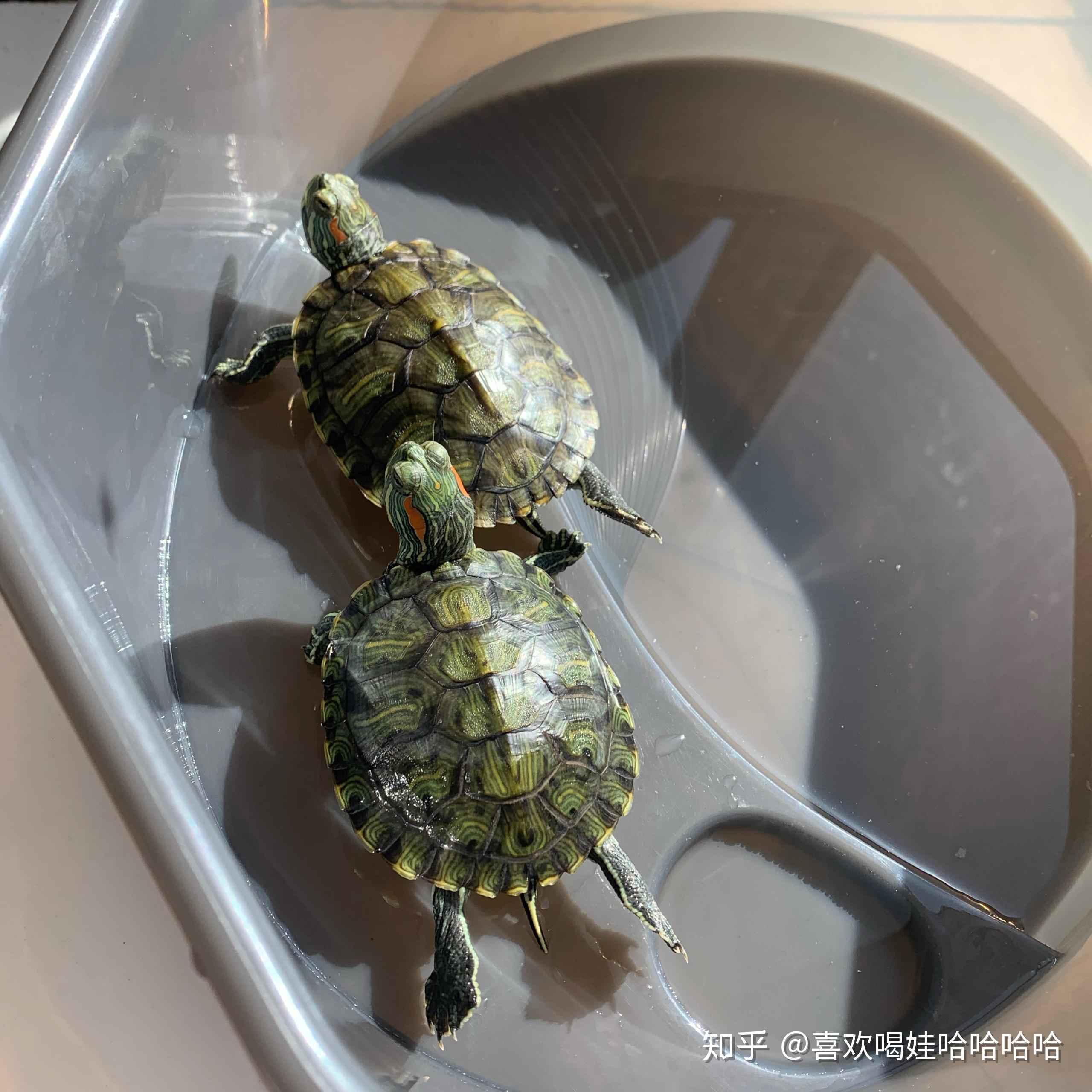 三四厘米的巴西龟一个夏天能长多大