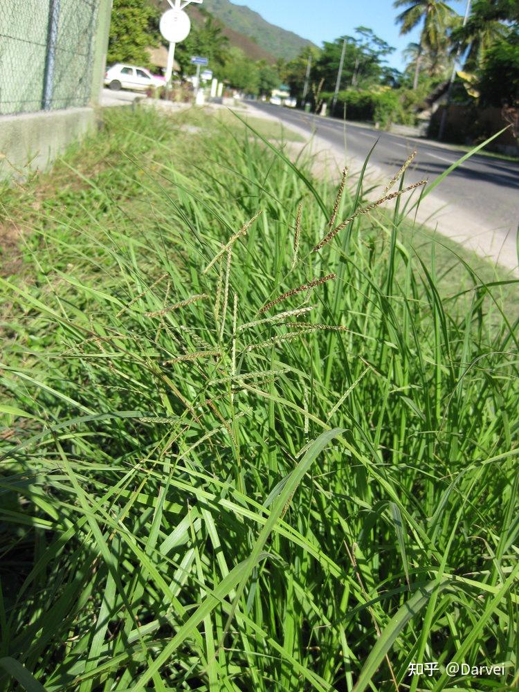 毛花雀稗 paspalum dilatatum poir.裂颖雀稗 paspalum fimbriatum h.