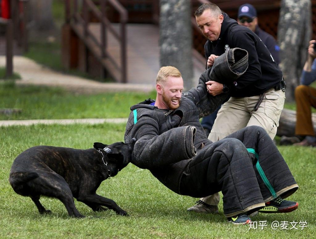 英文翻译来人关门放狗的放狗咬人咋说初中英语900问系列