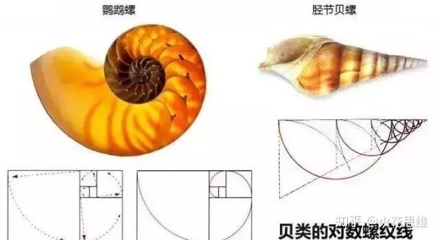 根據斐波那契數列,可以畫出斐波那契螺旋線,也稱為黃金螺旋線.