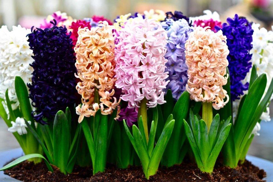 怎么让风信子长得快,长太高怎么处理