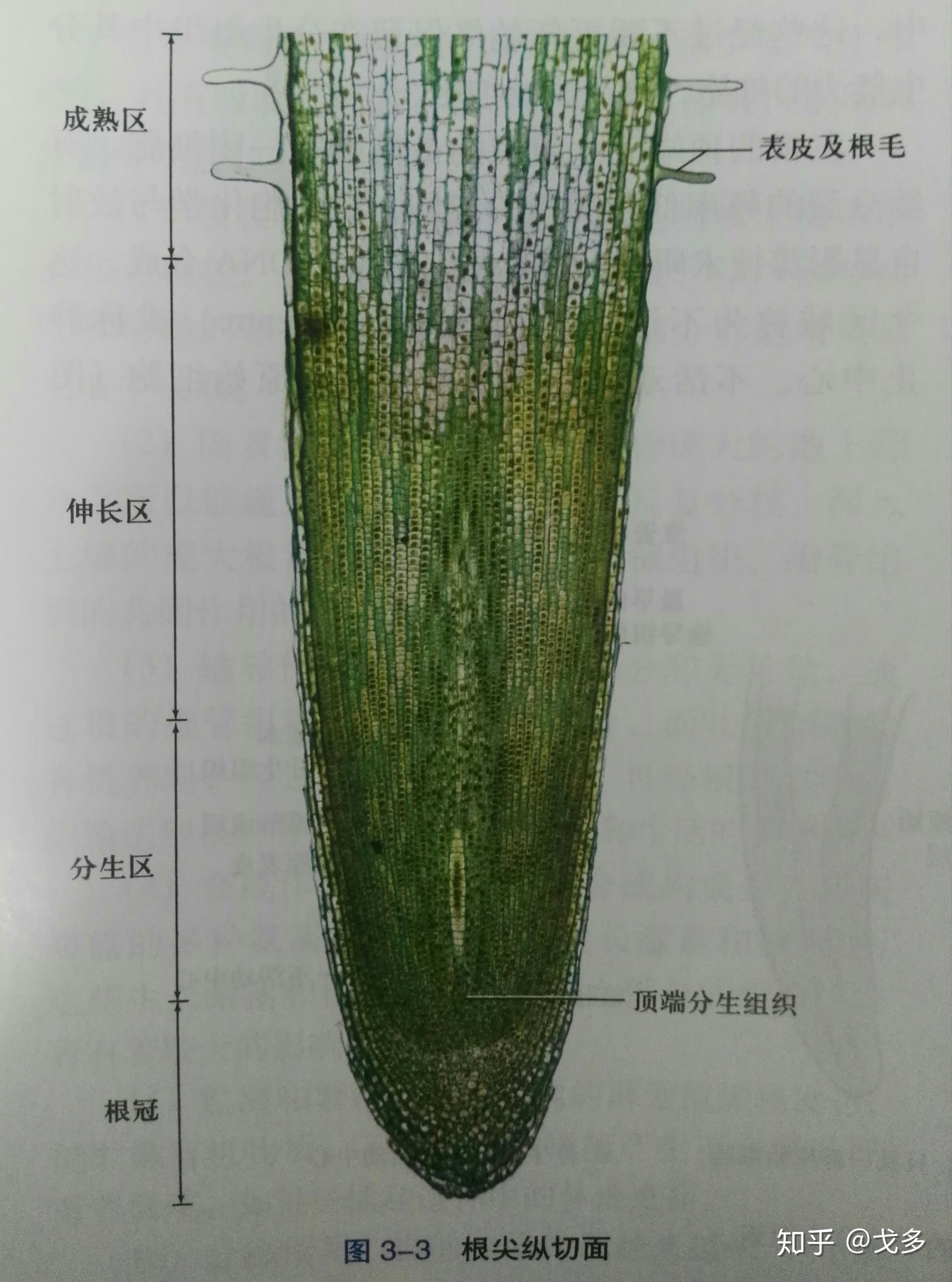 植物分生区分布在哪,只分布在根尖吗? - 知乎