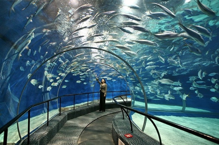 怎么去上海海洋水族馆 v2-48318568ca396b995b976611747be91a_r.jpg