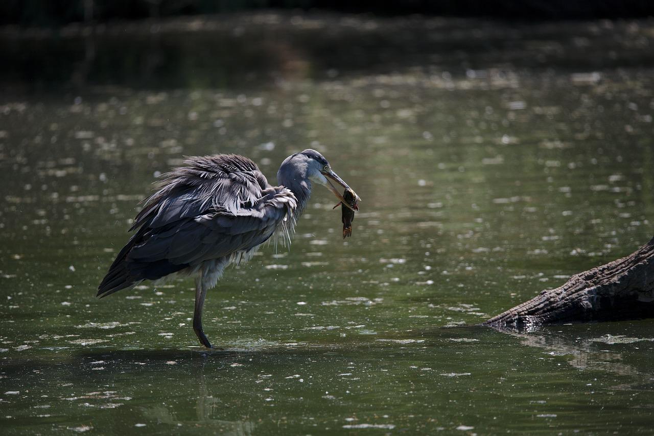 鹭o国际怎么样