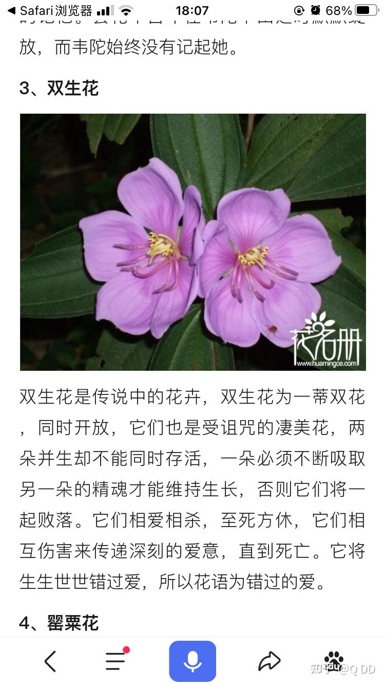 正在写小说内容不说结局就是情和义二选一所以想问什么花的花语是相爱