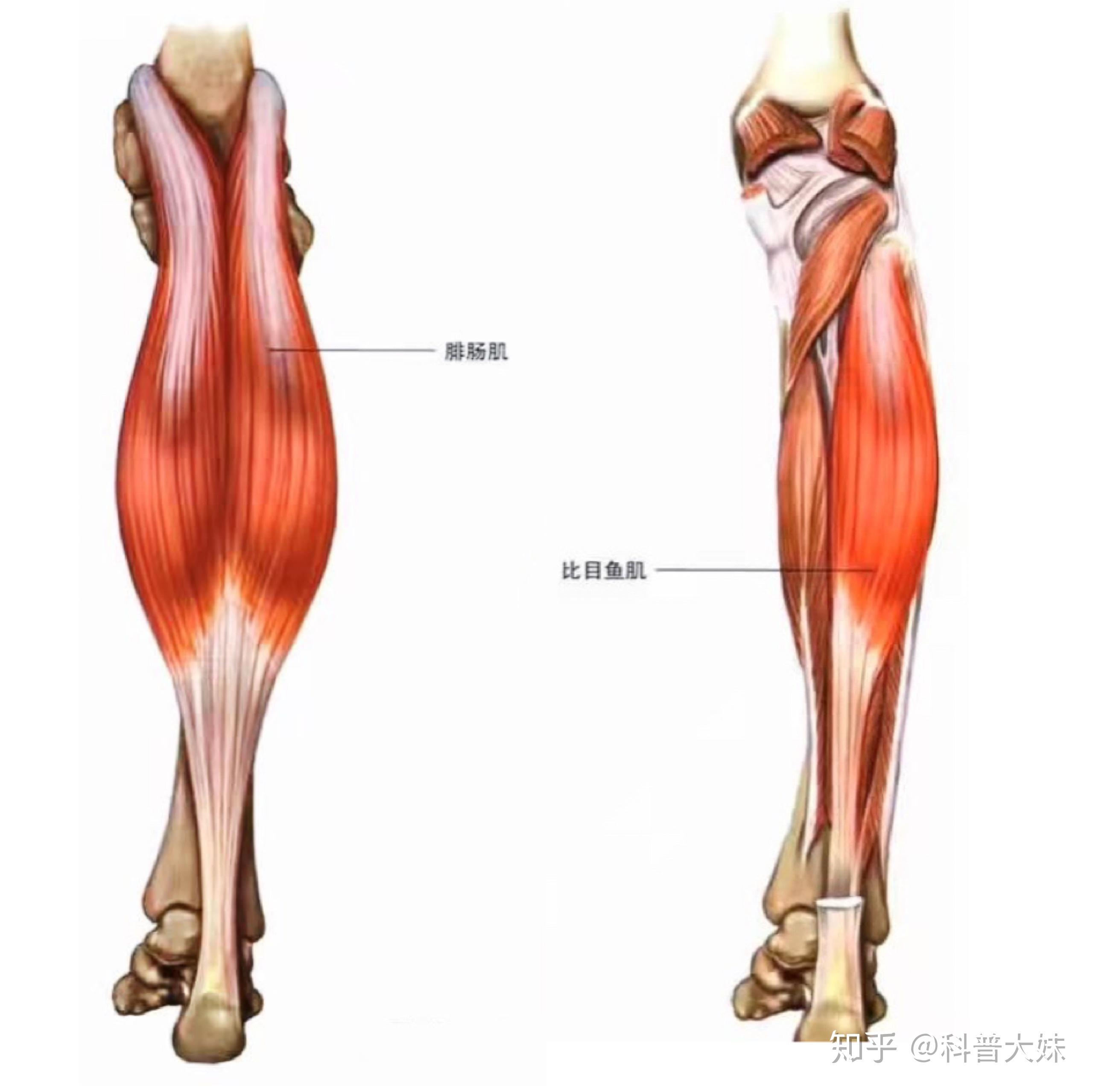 关于神经阻断瘦小腿术后肌肉代偿问题