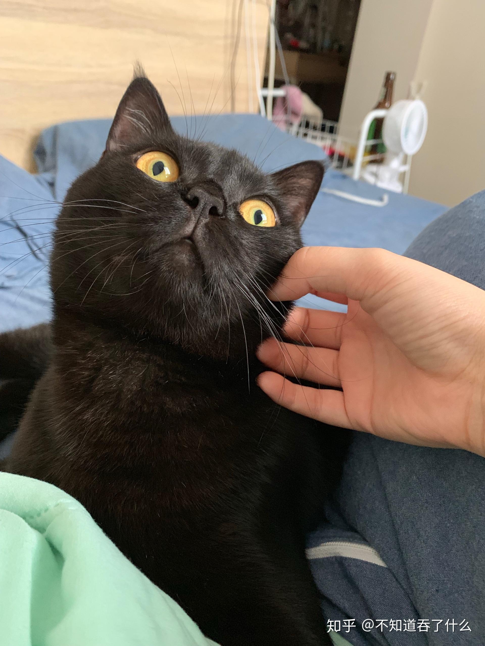 四个月英短黑猫越看越丑怎么办? - 知乎