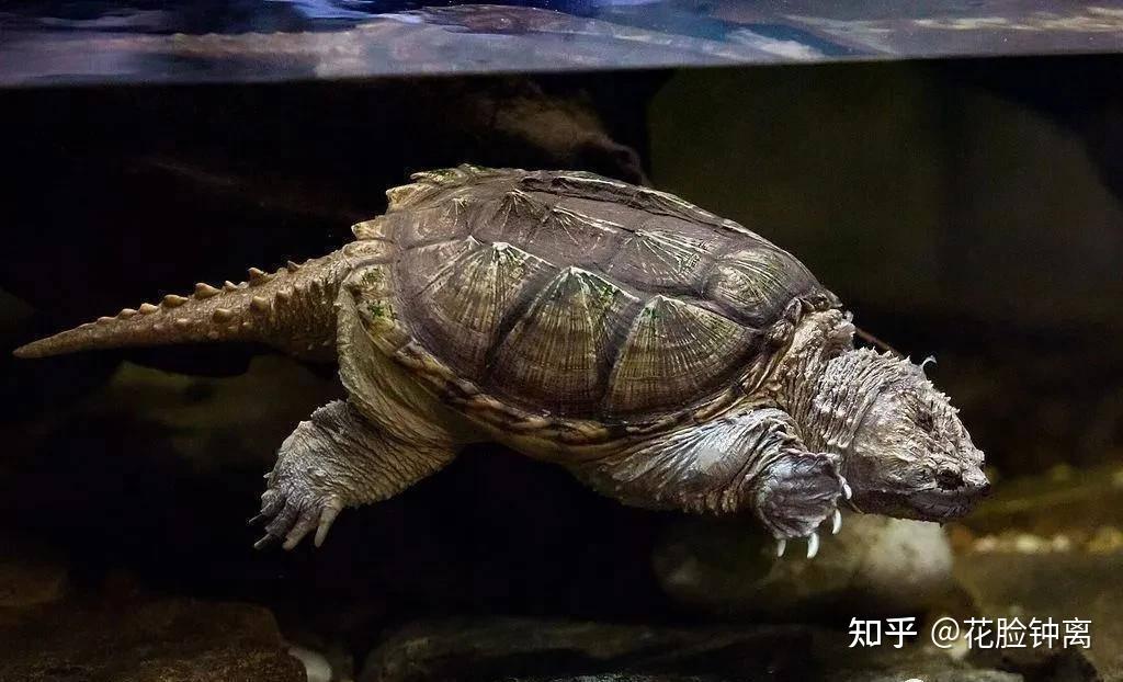 《山海经》里的玄龟,和龙的大儿子赑屃是一个神兽吗? - 知乎
