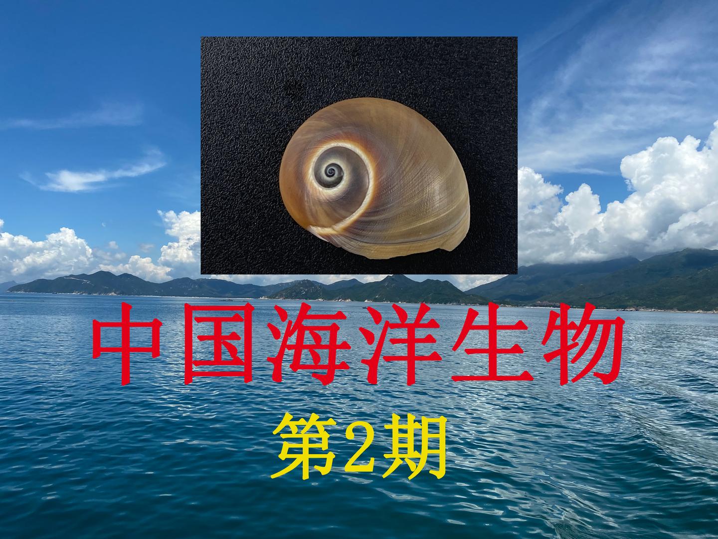中国海洋生物 第1期 扁玉螺 Neverita didyma - 知乎