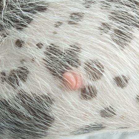 狗狗皮下纤维瘤图片图片