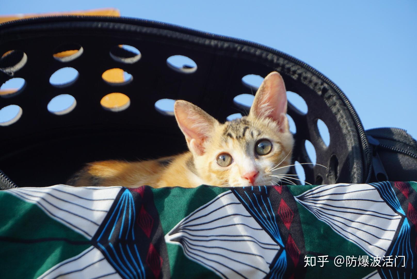 有哪些好看的猫咪壁纸或头像?