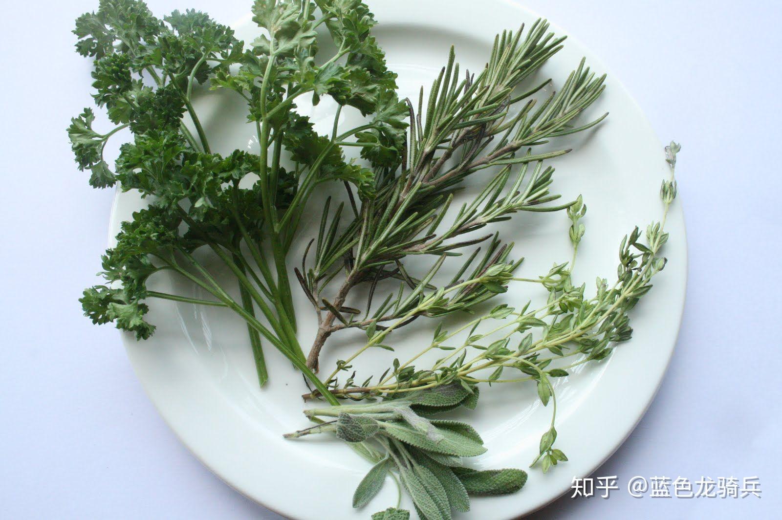 Parsley,Sage,Rosemary and Thyme 知乎