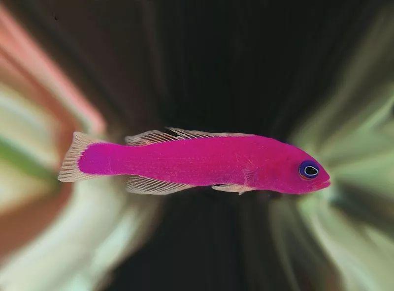 粉红色海鱼图片