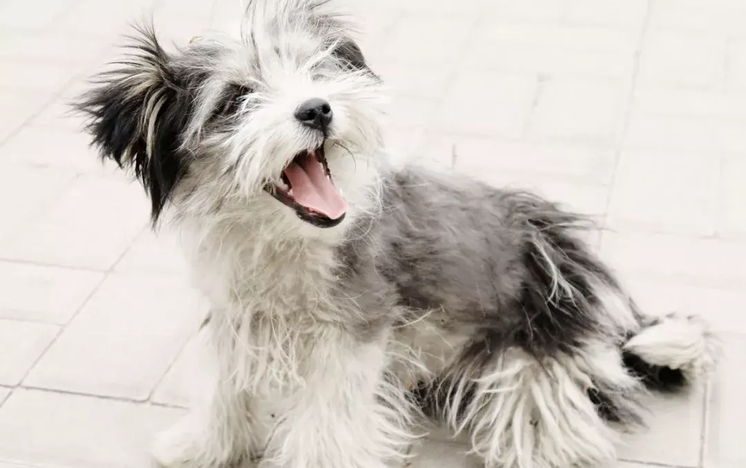 每日一宠罗秦犬