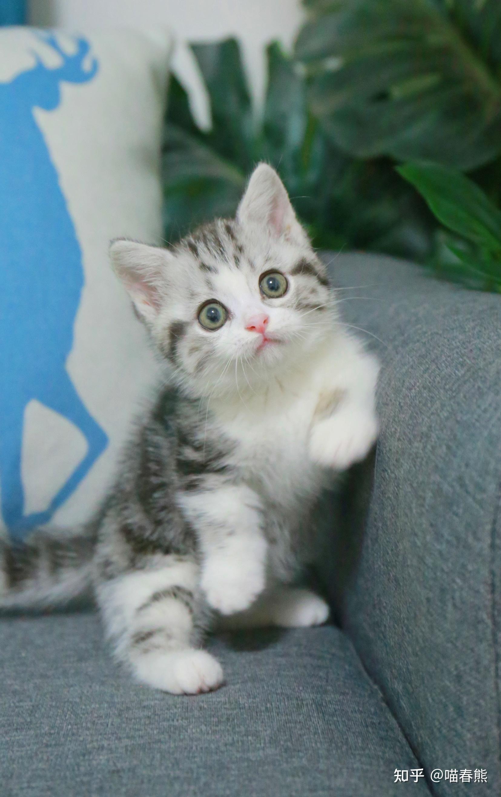 曼基康(短腿猫)的价位大概在多少? - 知乎