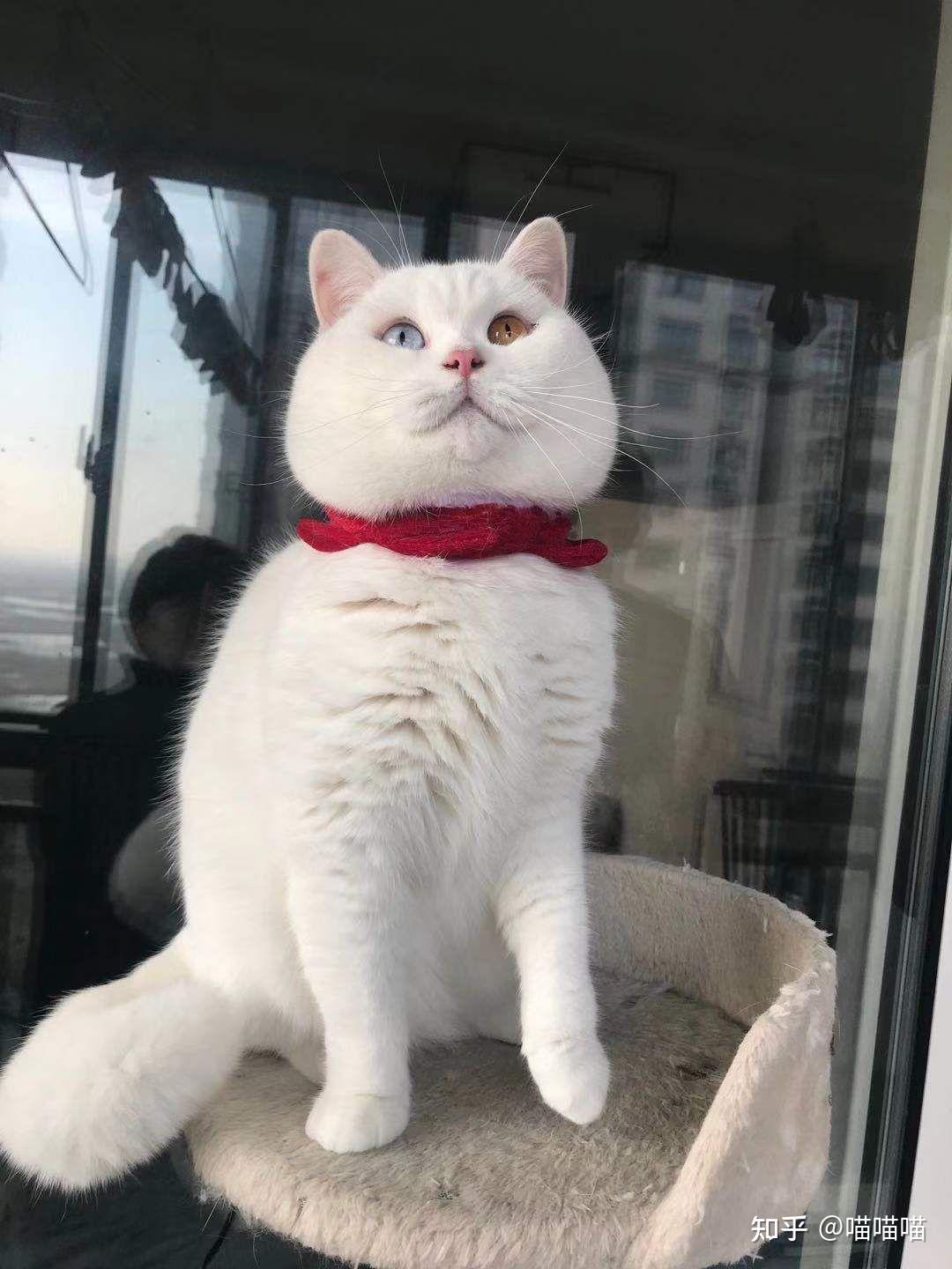 宠物店2000买的猫说是白色英短!怎么办?