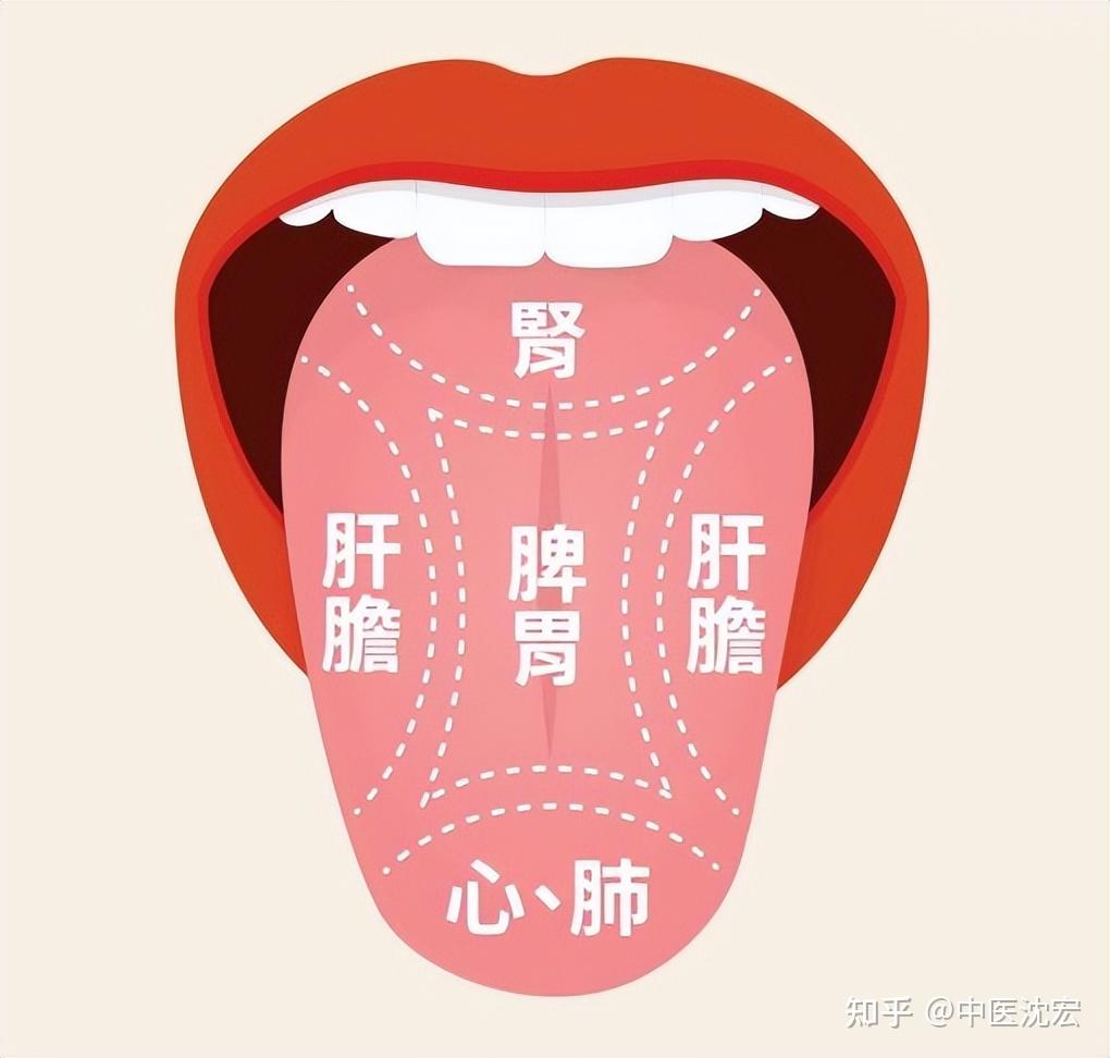 肾虚的人,常见这4种舌苔,看你属于哪一种? - 知乎