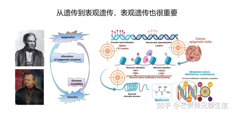 肿瘤免疫 · 实操教程day08.遗传与表观遗传