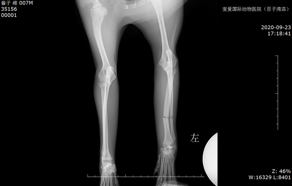 狗狗如果不幸出现骨折意外 别慌 知乎