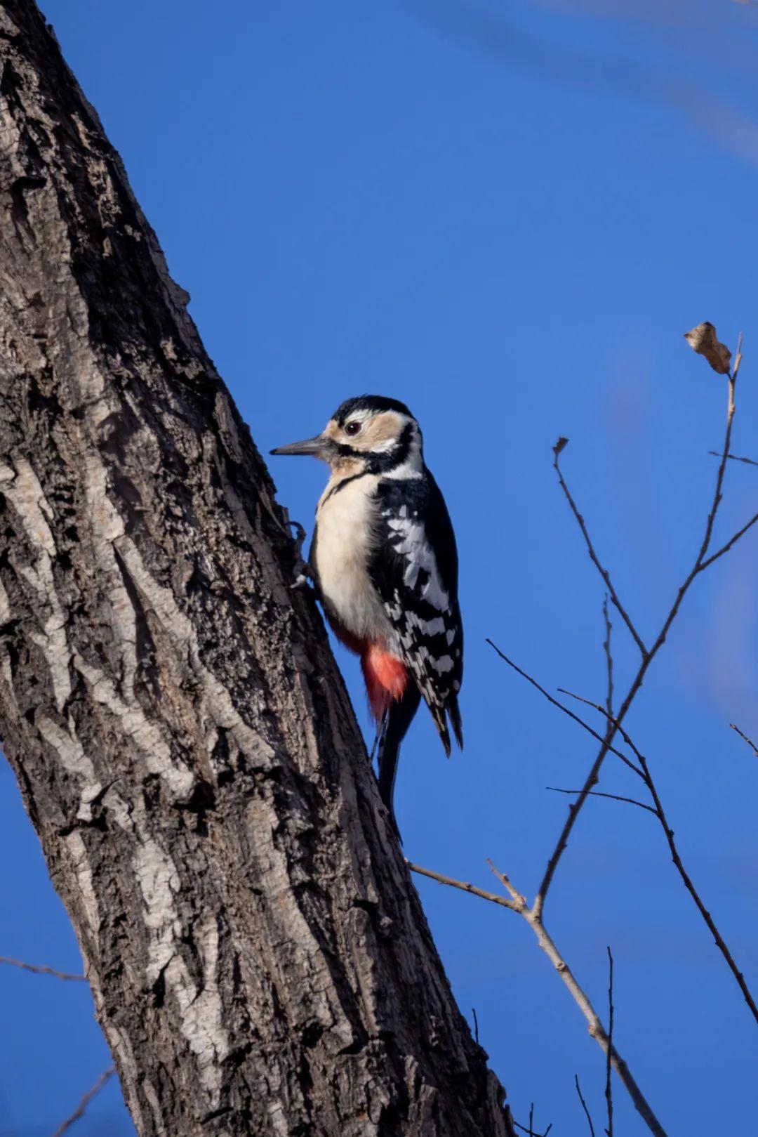 树干:成也啄木鸟,败也啄木鸟