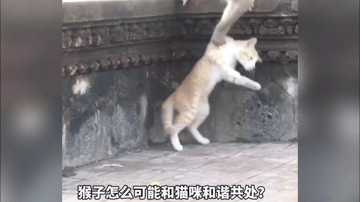 为猫发声:昆明动物园 猴子和猫 到底是猴子残忍还是人残忍? - 知乎