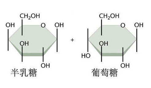 在啤酒酿造中,通常涉及的糖类主要包括五种:单糖:葡萄糖,果糖双糖