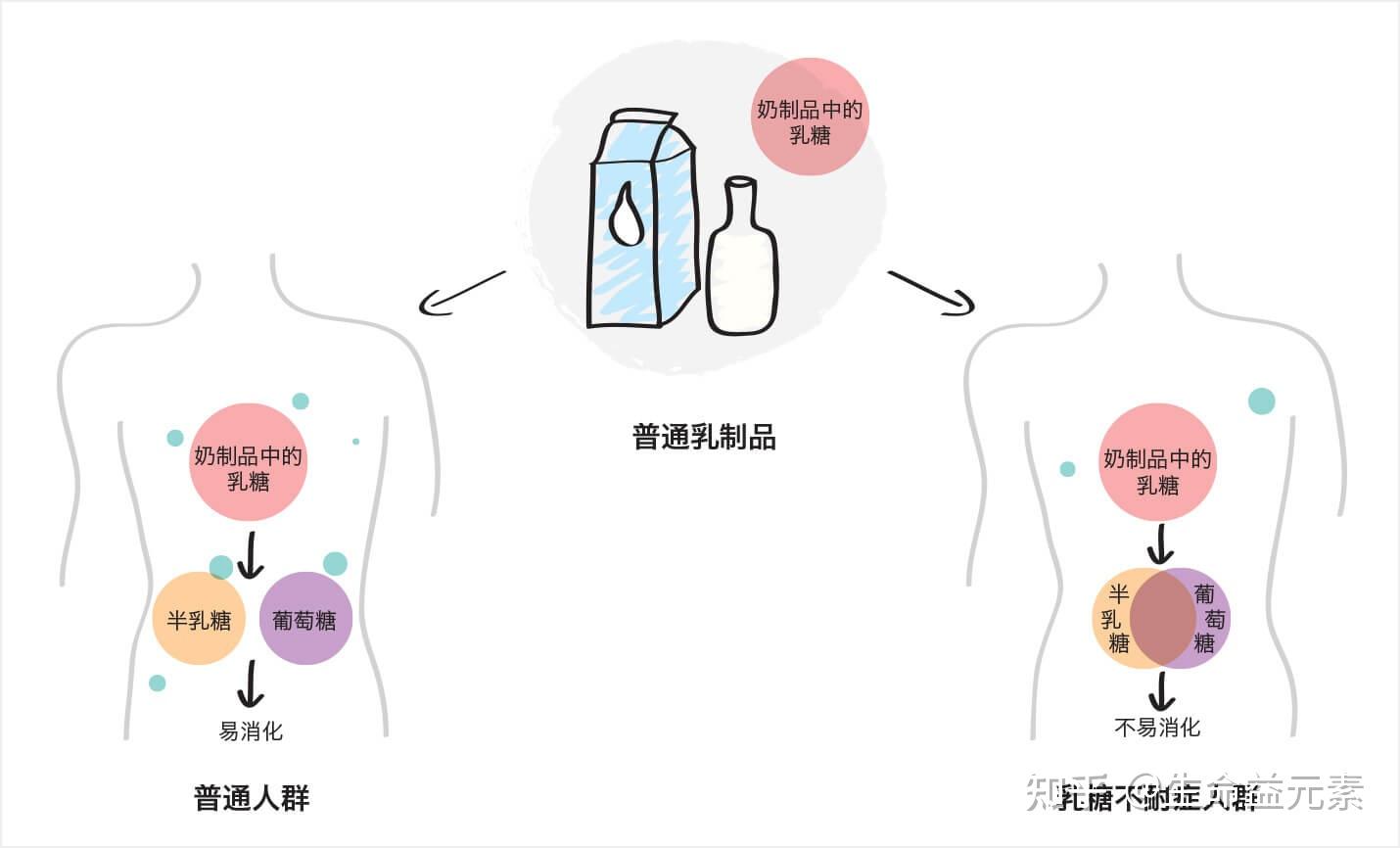 如果缺乏乳糖酶,乳糖进入小肠后,不能被分解吸收,未被小肠吸收的乳糖