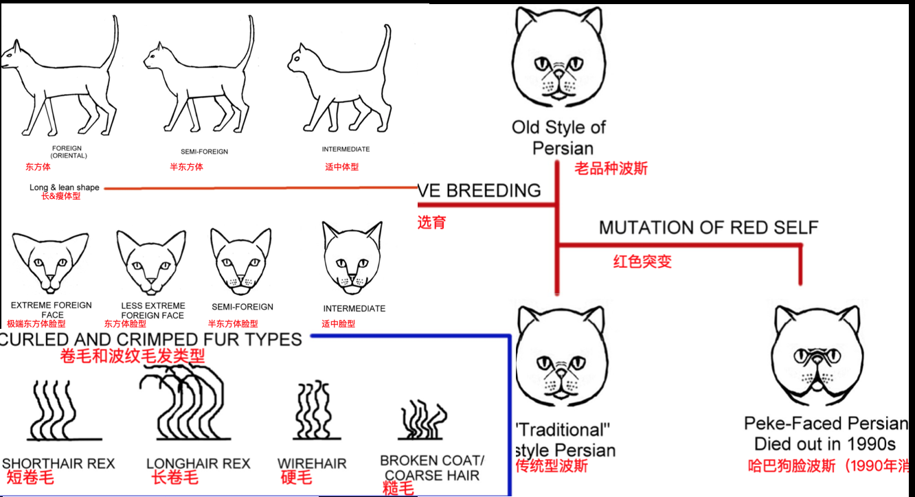 猫咪体型 毛发 身体各部位种类汇编图表 知乎